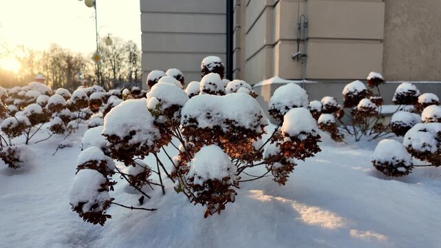 Frosted hydrangea flower heads covered in fresh white snow during golden hour, winter garden landscape near modern architecture, soft sunset light on frozen plants, beautiful seasonal nature photograp