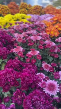 Vertical video of pink chrysanthemum flowers blooming densely in colorful garden floral bed
