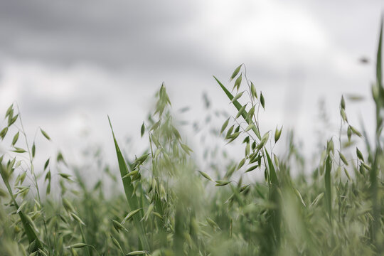 gr&uuml;ner Hafer mit grauem Himmel im Hintergrund und Tiefenunsch&auml;rfe