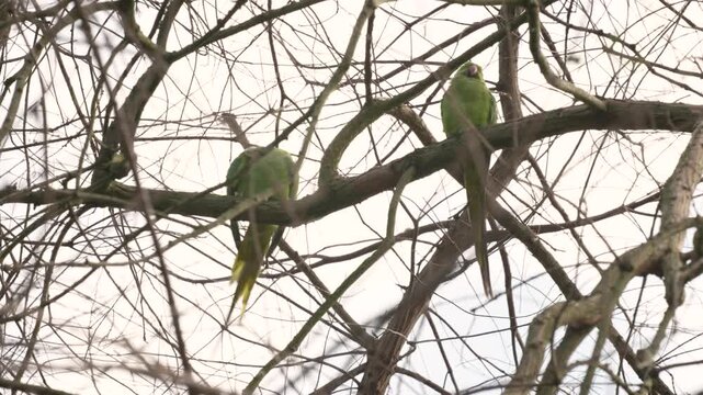 Pair of Rose-ringed Parakeets Preening on Bare Tree Branches