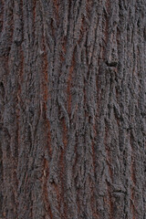 Tree bark texture background 2