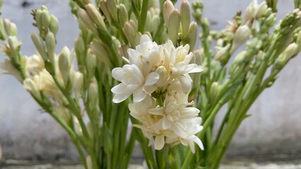 Fototapeta premium Tropical Tuberose Flower Arrangement in Vase Close View