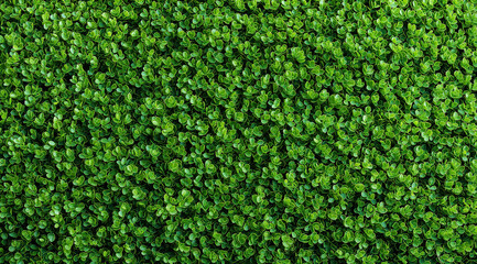 A dense, vibrant carpet of lush green miniature leaves creates an organic natural texture background.