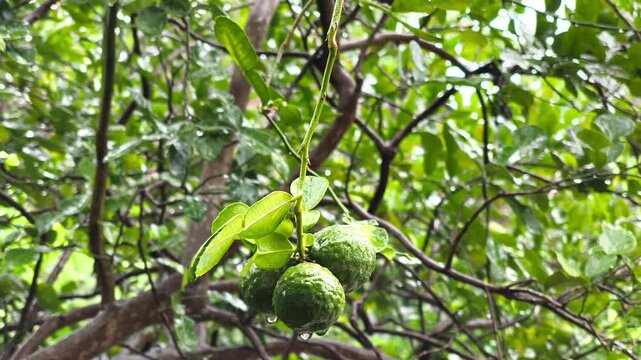 Fresh green kaffir limes hanging on branch with rain droplets among vibrant tropical leaves