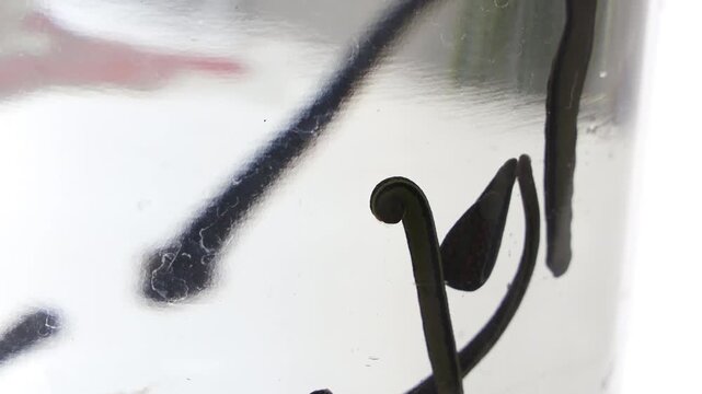 Hirudotherapy treatment with leeches at a medical clinic