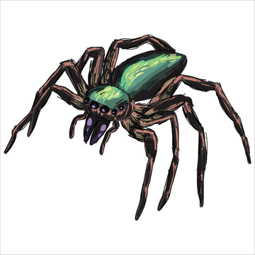 illustration of jumping spider. Bagheera kiplingi. Colorful, hand-drawn, vector illustration. Picturesque. Unique detailed stylization. Print on sketchbooks, stickers, postcards, cups, clothes, books