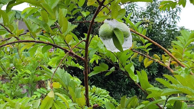 Guavas covered in clear plastic, glistening with rain, ripening on a leafy branch