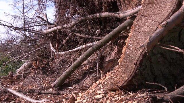 A fallen large dry spruce in the forest.  Windfall in forest. Fallen trees coniferous forest after strong hurricane wind. Trees in the forest felled by a hurricane wind