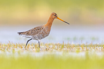Black-tailed Godwit wader bird walking