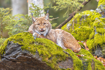 Fototapeta premium Eurasian Lynx in European Forest Habitat