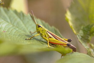 Fototapeta premium Large marsh grasshopper perched on grass