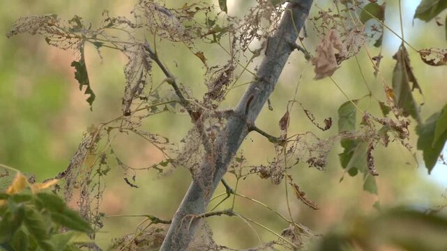 Eggs and Mature larvae, Western Tent caterpillars which are moderately sized caterpillars, or moth larvae, genus Malacosoma. Tent worm infested tree nest with little larva inside