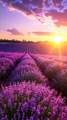 Fototapeta premium Rows of lavender fields stretch towards a brilliant sunrise under a cloudy sky