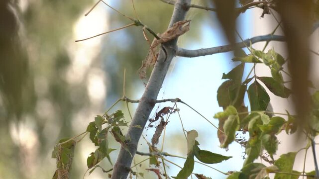 Eggs and Mature larvae, Western Tent caterpillars which are moderately sized caterpillars, or moth larvae, genus Malacosoma. Tent worm infested tree nest with little larva inside