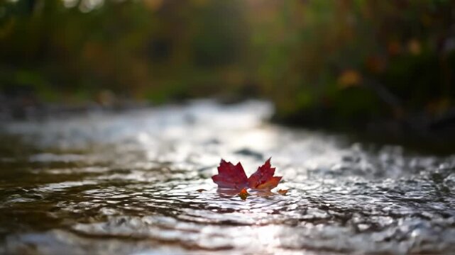 A single autumn leaf drifts gently downstream. The vibrant colors contrast with the flowing water.