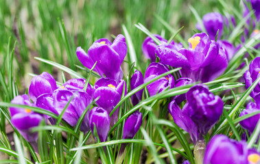 Crocus plants growth with blooming flowers and fresh sprouts in green gardening center. First spring bulb shoots in greenhouse or nursery for seasonal sale.