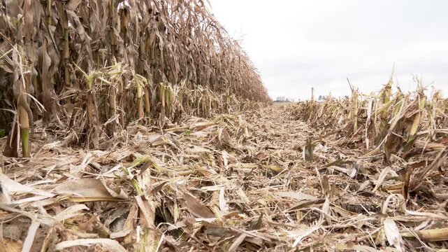 Corn Field Crop Harvested by Specialized Machine. Field of ripe corn harvest. Recently harvested corn field with stubble and chaff viewed low angle looking towards uncut crop under a grey sky
