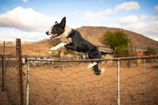 Border Collie Jumping Fence Outdoors