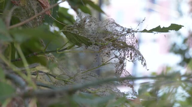 Eggs and Mature larvae, Western Tent caterpillars which are moderately sized caterpillars, or moth larvae, genus Malacosoma. Tent worm infested tree nest with little larva inside