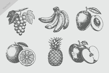Berries and fruits drawing collection. Hand drawn berry and fruit sketch Mango, apple, banana, pineapple, grapes, orange. Vector illustration. Engraved style. © SAGOR