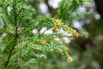 スギ　杉の花　花粉