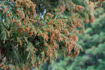 スギ　杉の花　花粉