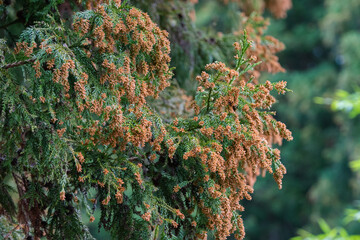 スギ　杉の花　花粉