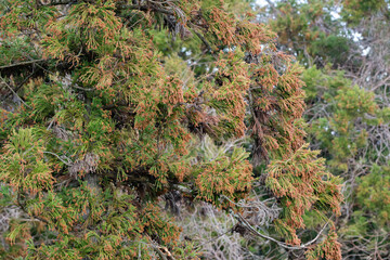 スギ　杉の花　花粉