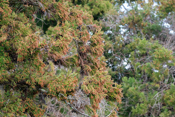 スギ　杉の花　花粉