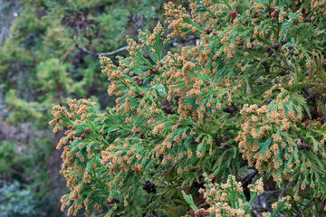 スギ　杉の花　花粉