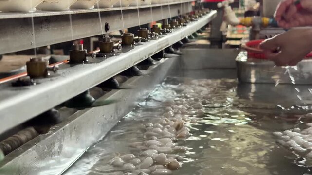 Hands guide multiple filaments during cocoon unwinding above warm water basins, where softened fibers feed continuous thread into the system. Silk reeling.