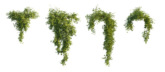 Hanging сlimbing Vine Plant (trailing vine, climbing vine, hanging plant) Isolated PNG on a Transparent Background Premium Nature Cutout © Roman