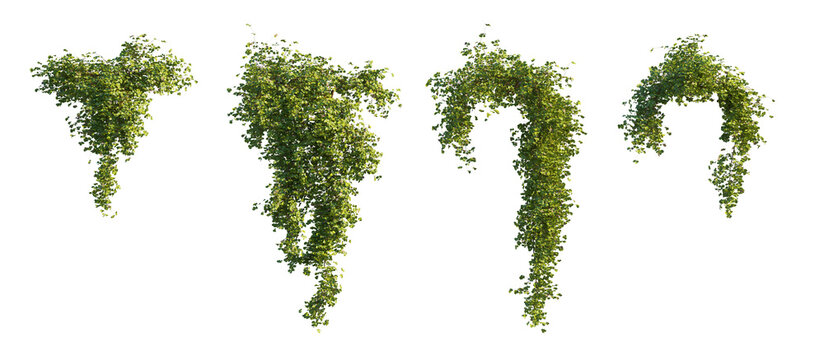 Hanging сlimbing Vine Plant (trailing vine, climbing vine, hanging plant) Isolated PNG on a Transparent Background Premium Nature Cutout