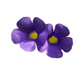 Obraz premium Fleurs de thunbergia erecta détourées