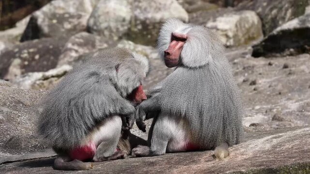 Hamadryas baboon, papio hamadryas, sitting together and grooming each other. Papio hamadryas is a species of baboon