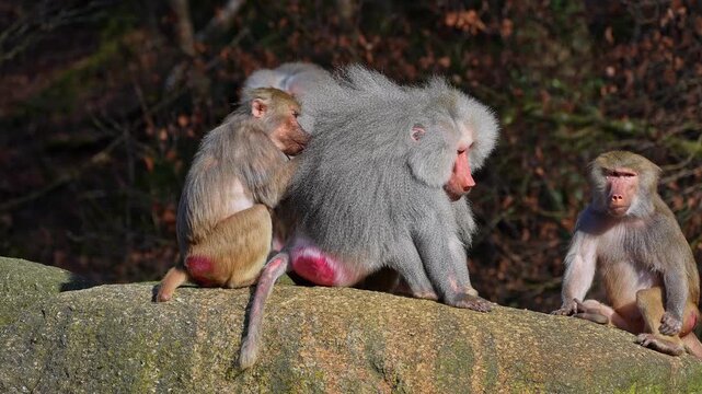 Hamadryas baboon, papio hamadryas, sitting together and grooming each other. Papio hamadryas is a species of baboon