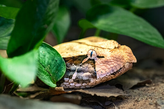 Gabunviper (Bitis gabonica)