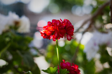 red geraniums (flower)