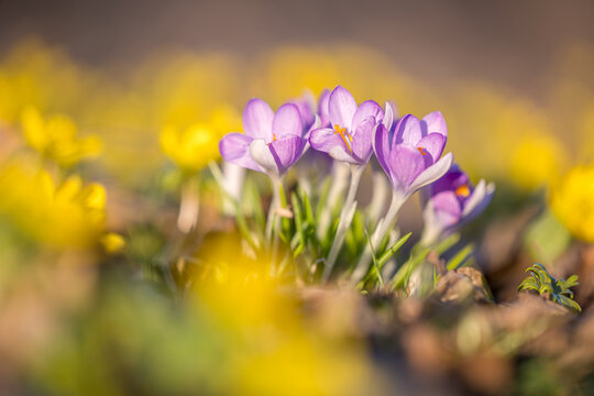 Delicate purple crocuses in the warm backlight of a spring evening, macro shot with soft bokeh and fresh green grass, symbolizing spring, new beginnings, and the awakening of nature.