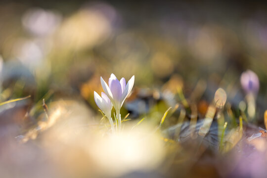 Delicate purple crocuses in the warm backlight of a spring evening, macro shot with soft bokeh and fresh green grass, symbolizing spring, new beginnings, and the awakening of nature.