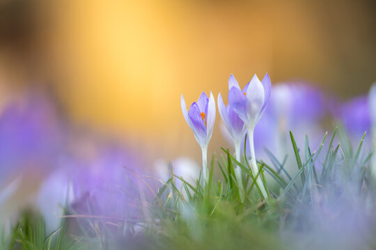 Delicate purple crocuses in the warm backlight of a spring evening, macro shot with soft bokeh and fresh green grass, symbolizing spring, new beginnings, and the awakening of nature.