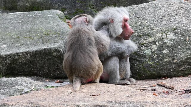 Hamadryas baboon, papio hamadryas, sitting together and grooming each other. Papio hamadryas is a species of baboon