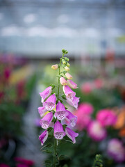 Close-up of Foxglove Flower © Dong