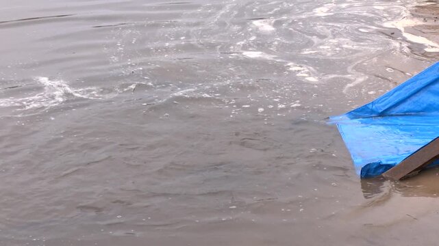 Process of Releasing Juvenile Pikeperch (Sander lucioperca) Into Natural Waters to Support Fish Populations and Fisheries. This practice helps enhance stocks, improve biodiversity, and sustain ecosyst