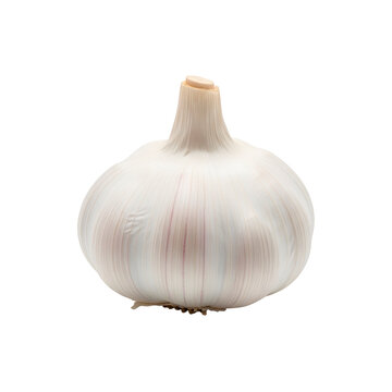 A single garlic bulb, showcasing its fresh, pure form