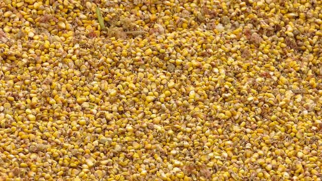 A lot of yellow corn grain. Dry Corn Seeds. Dry corn grain. Pile of corn kernels from a corn sheller