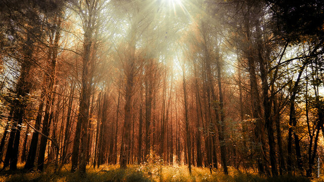 sunset in the forest