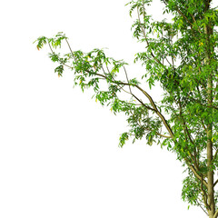 Obraz premium Plant branch isolated on transparent background. Green small tree branch isolated on transparent background. Young plant or tree leaves isolated on white background. Tree foliage PNG. Plant leaves PNG