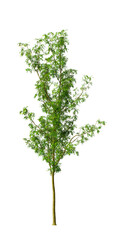 Obraz premium Single green small tree isolated on transparent background. Small plant isolated on transparent background. young plant or young tree isolated on white background. Small tree PNG. Small plant PNG.