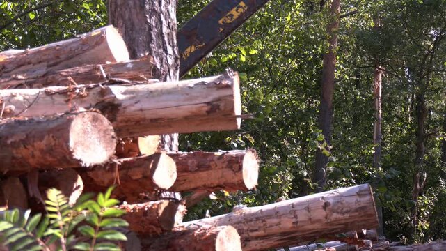 Wheeled harvester transports raw timber from felling site out. Harvesters, Forest Logging machines. Forestry forwarder on deforestation. Tractor removes harvested wood from the forest. Forestry
